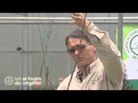 🌿 Comment tailler un framboisier remontant ? Les conseils d’un professionnel 🌿