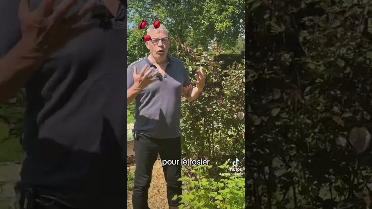 Pucerons des rosiers