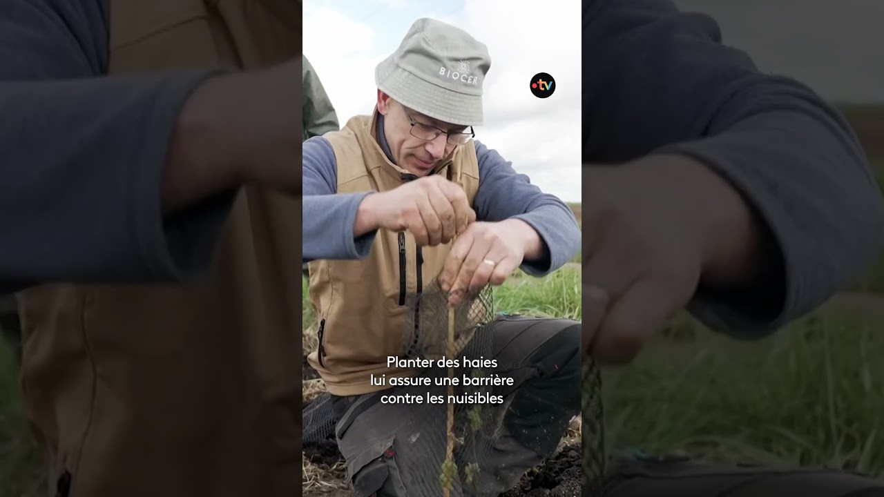 Planter des haies pour protéger les cultures et la biodiversité