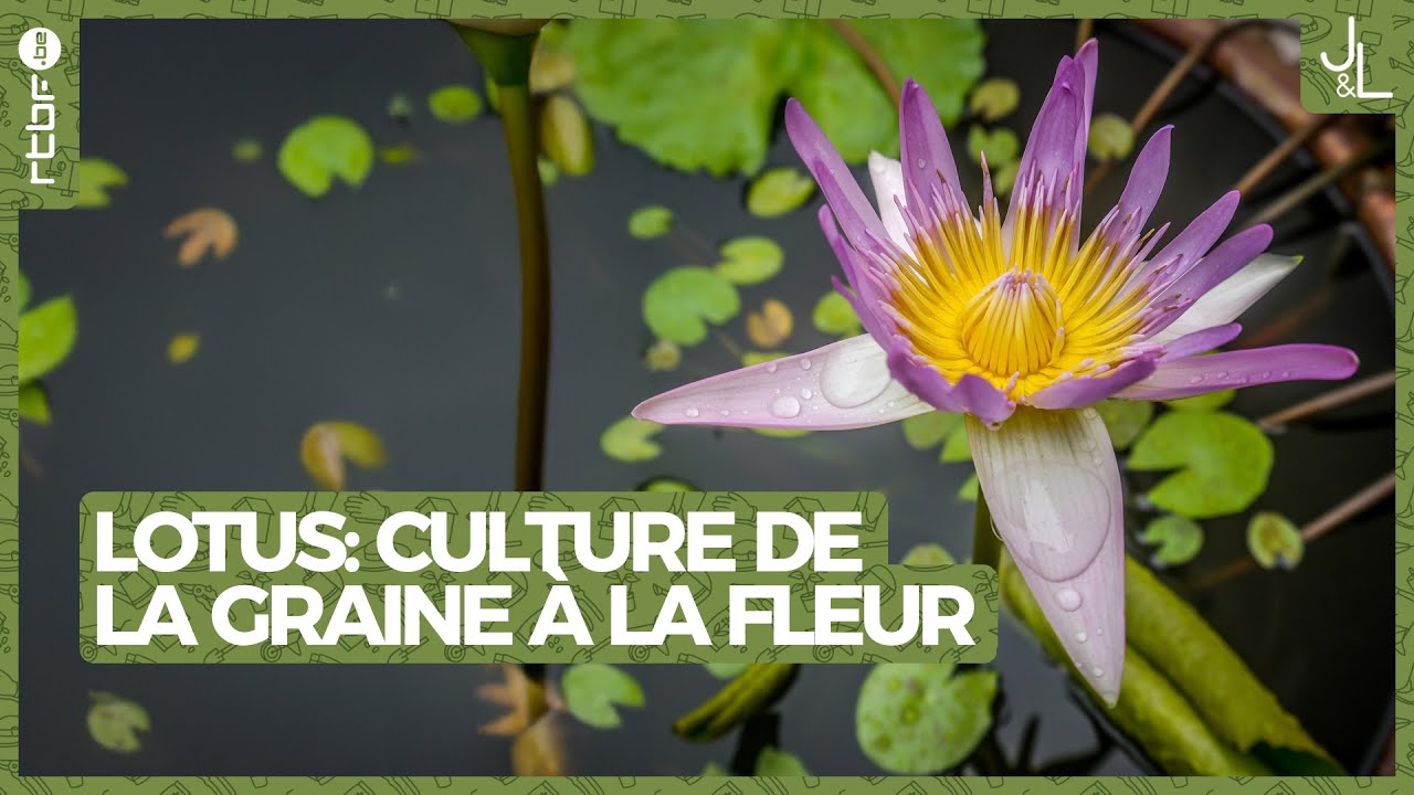 Lotus : culture de la graine à la fleur | Jardins et Loisirs