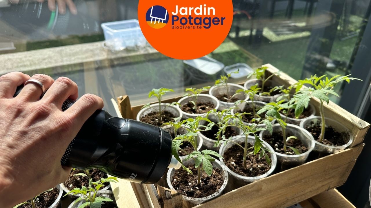 Arrosage semis tomates : astuce simple avec une gourde