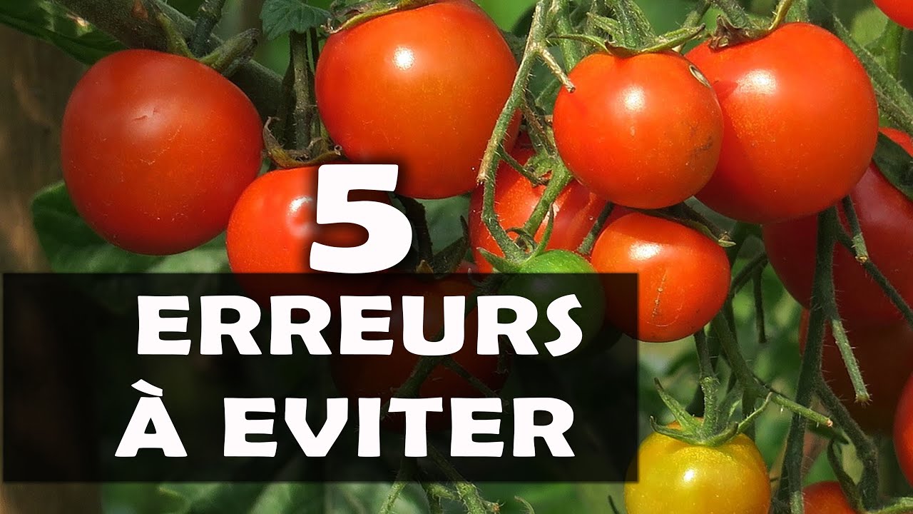CONSEILS: 5 Erreurs à ne pas faire dans la culture de Tomate [AGRICULTURE]