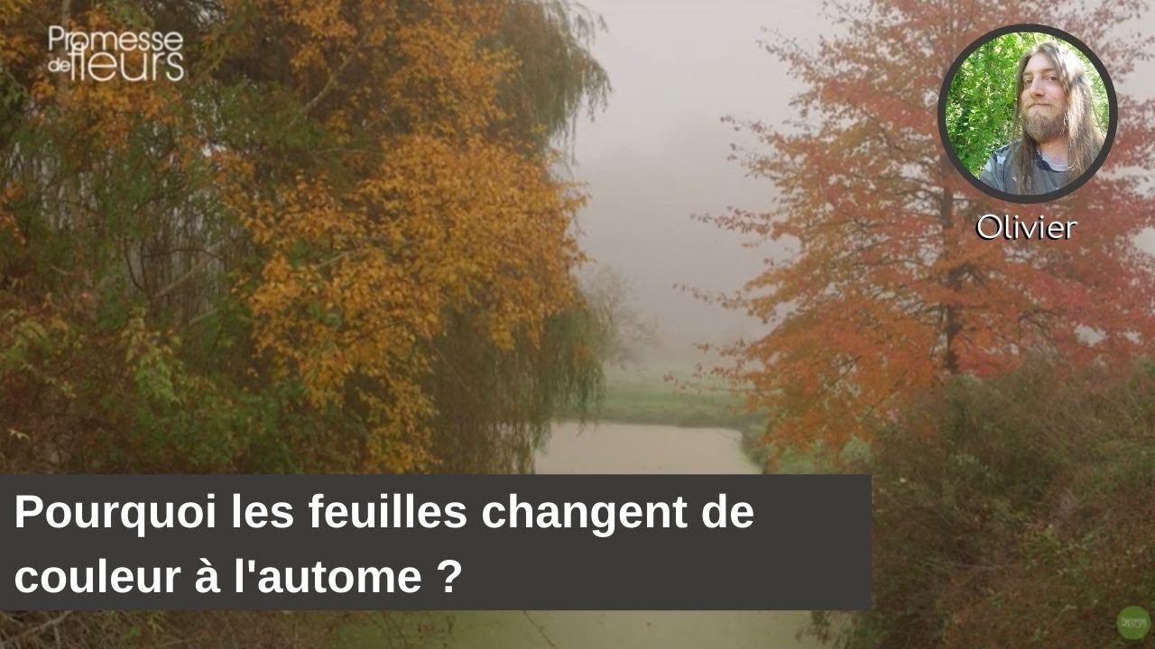 Les pourquoi d'Olivier. Pourquoi les feuilles changent de couleur à l'automne ?