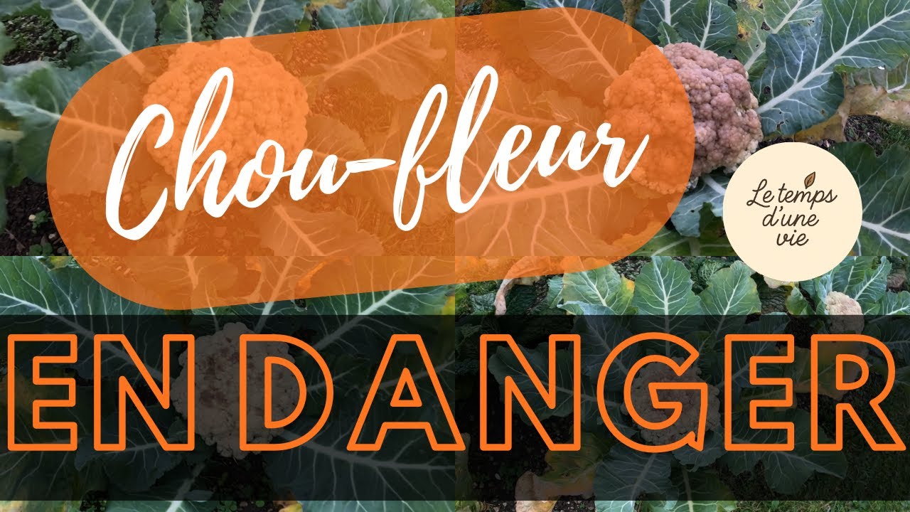 MALADIE sur mes CHOUX-FLEURS : comment j’ai limité les dégâts et sauvé ma récolte ! 🌱