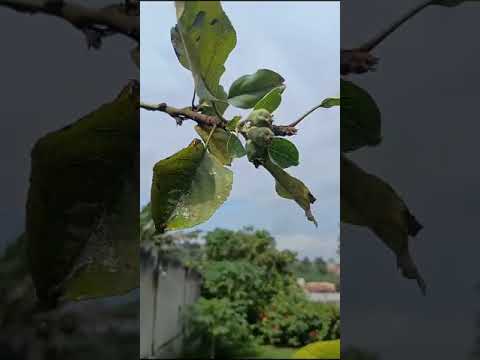 Les premiers fruits de notre pommier