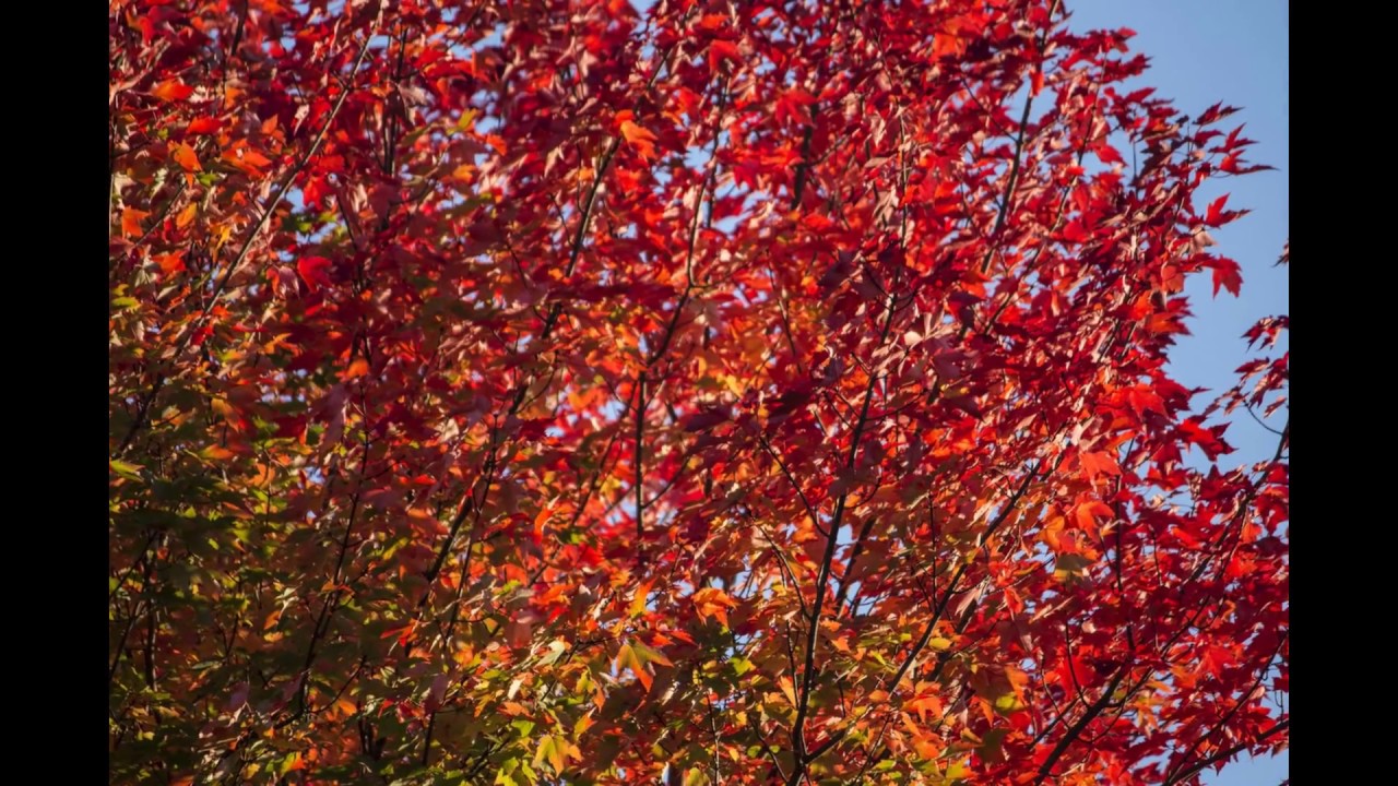 Couleurs d'automne au Québec, Canada HD - Été Indien
