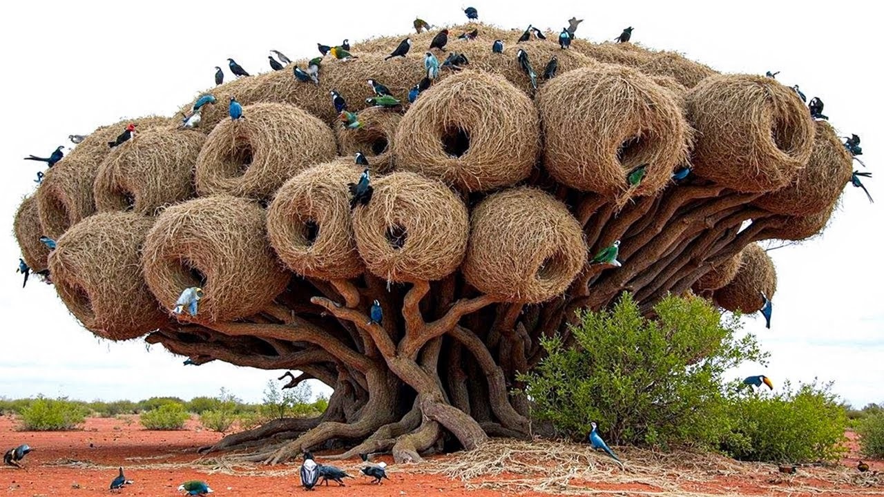 Ces Nids d’Oiseaux incroyables vont vous Choquer !