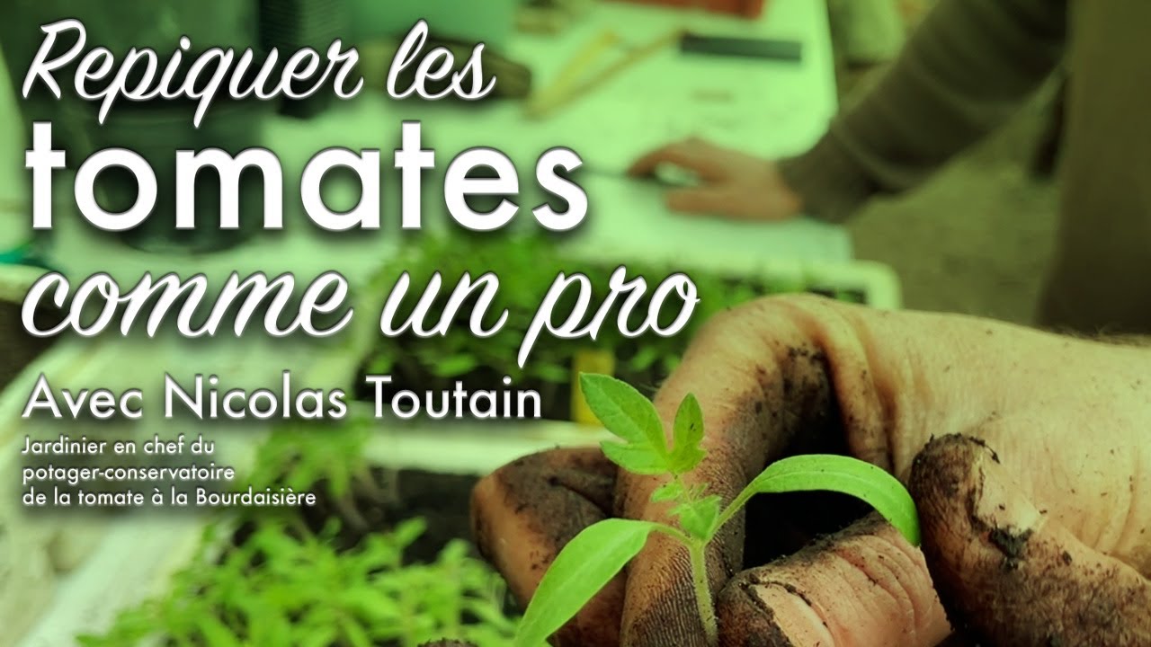 Repiquer ses semis de tomates : quand et comment avec NicolasToutain.