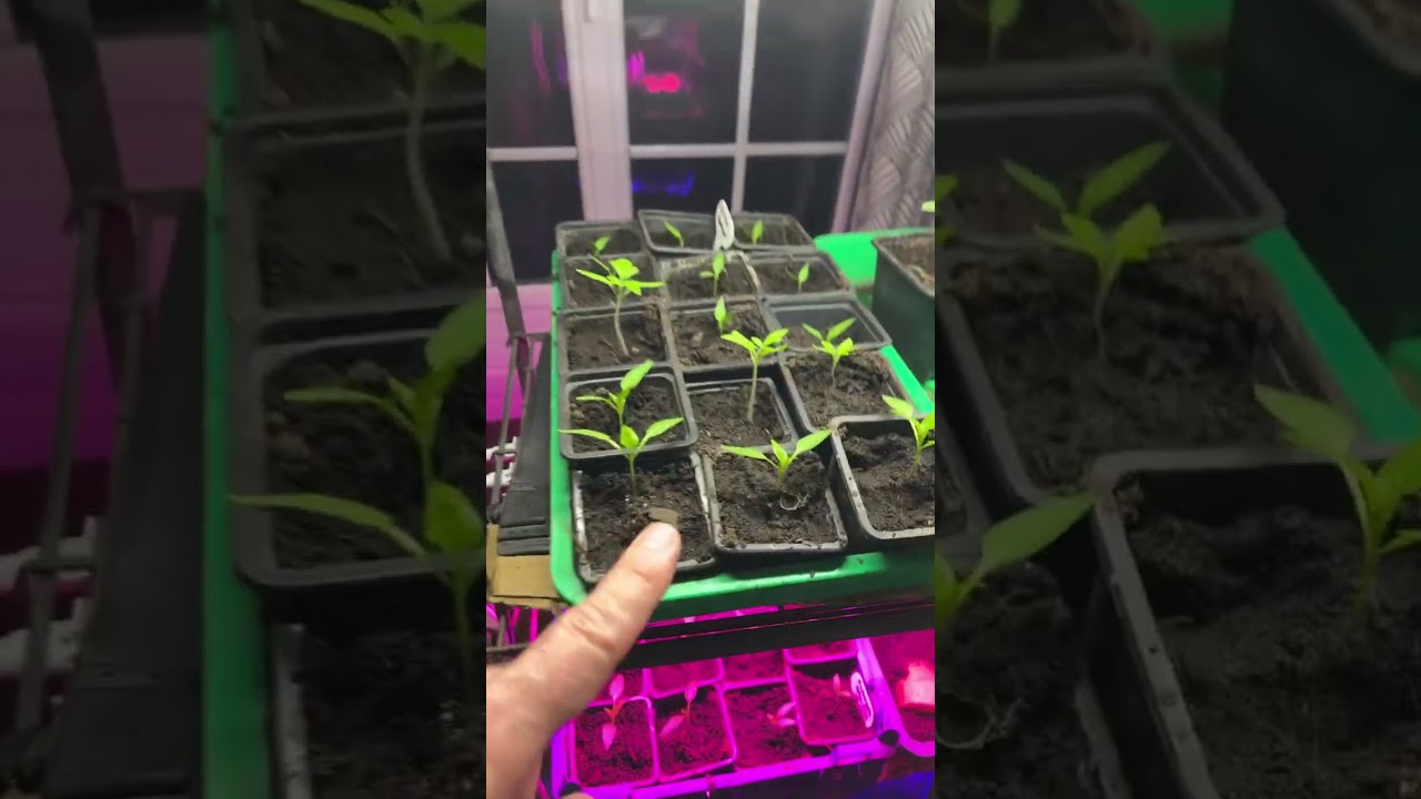 Guide complet pour des Semis de Tomates réussis et leur Rempotage 🍅👍👌 #SemisDeTomates #Rempotage