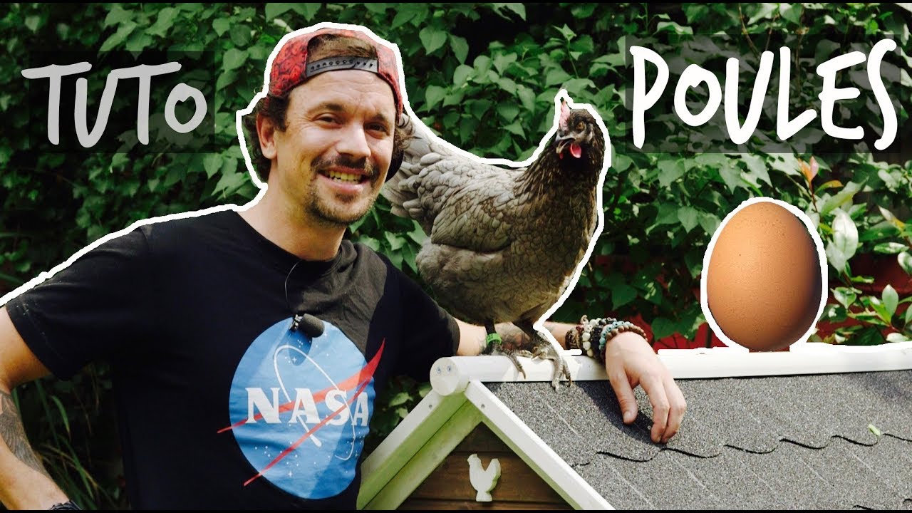 TUTO POULES, DES OEUFS FRAIS TOUS LES MATINS ! TOOPET