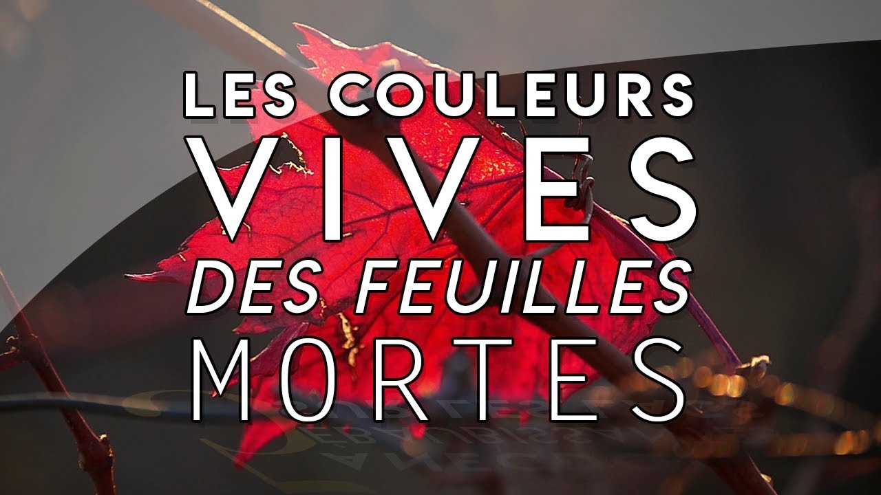 D'où viennent les couleurs de l'automne ?