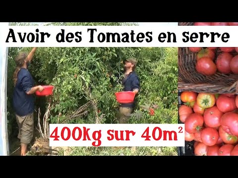 Cultiver les Tomates (et récolter énormément !)