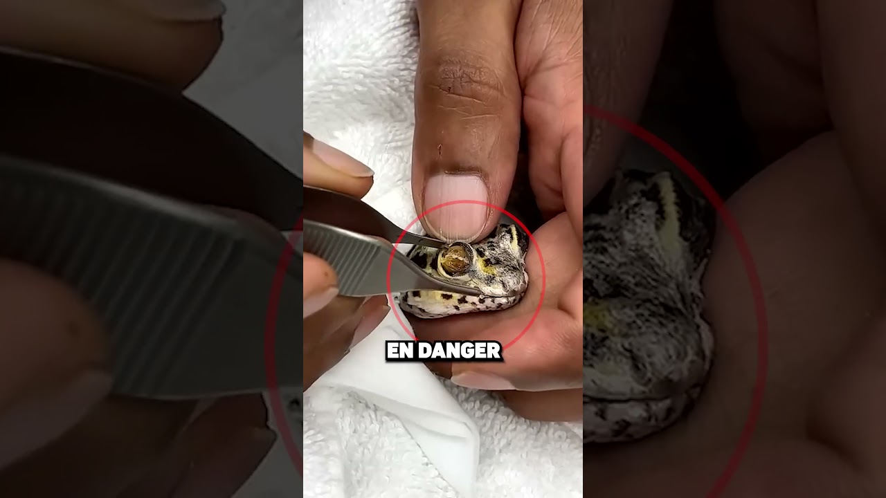 N’enlevez Jamais la Peau d’un Gecko! 🦎😨