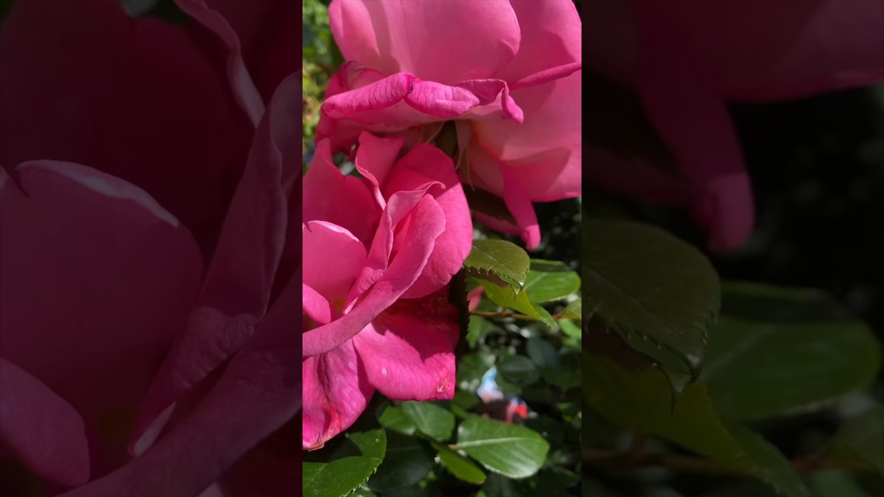 Les rosiers sont en fleur mais attention à l oïdium et  aux pucerons #rose #coccinelle #bicarbonate