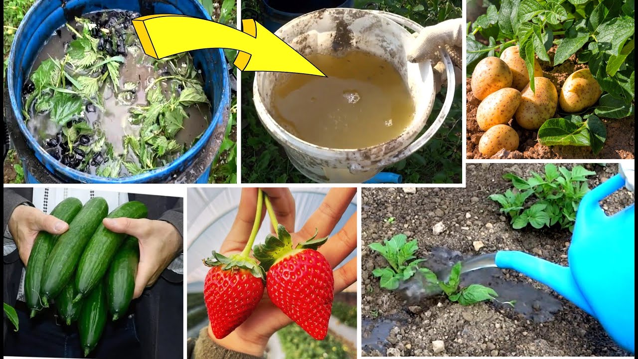 Engrais Naturel Gratuit | Purin d'Ortie et de Cendres de bois