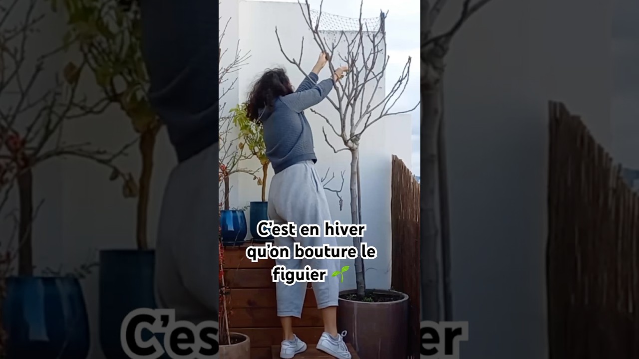 Comment bouturer un figuier en hiver 🌱 #jardinage