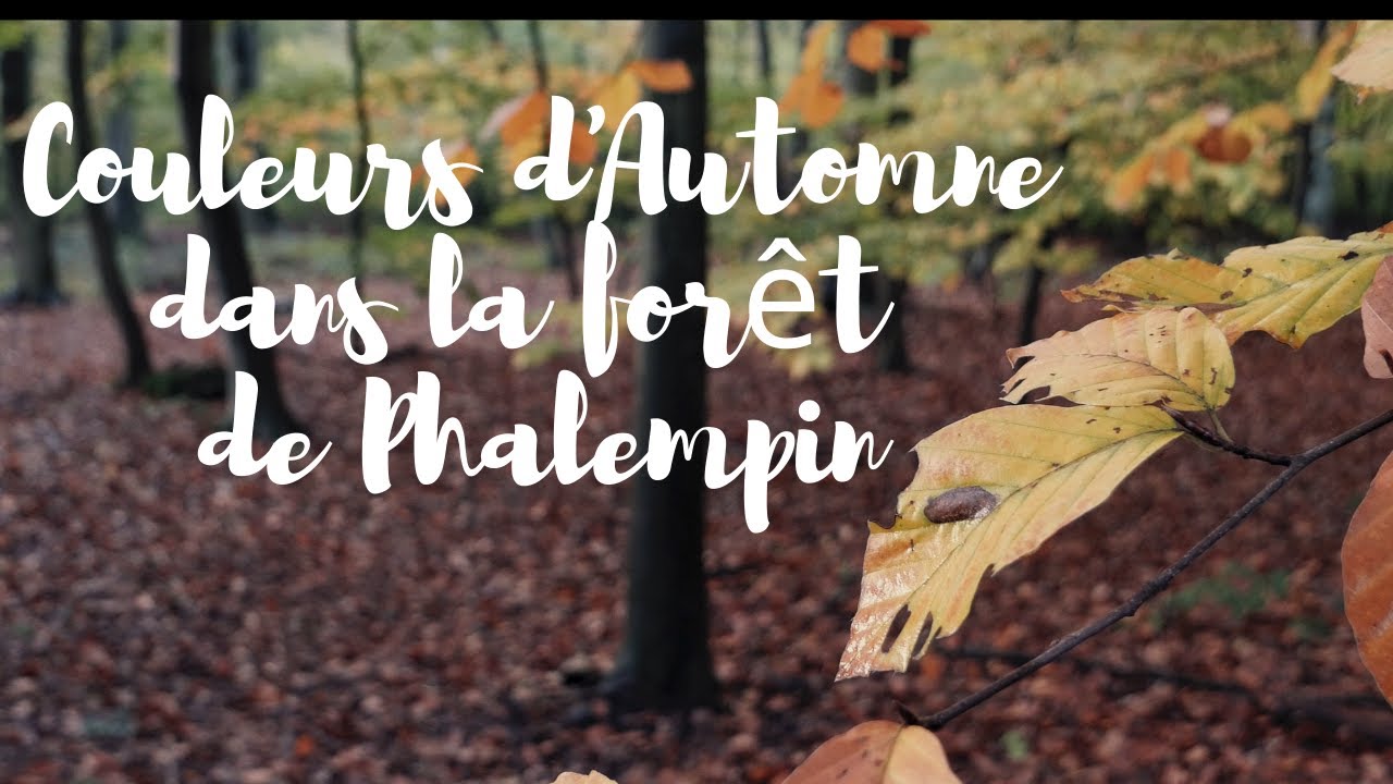 Couleurs d'Automne dans la Forêt de Phalempin