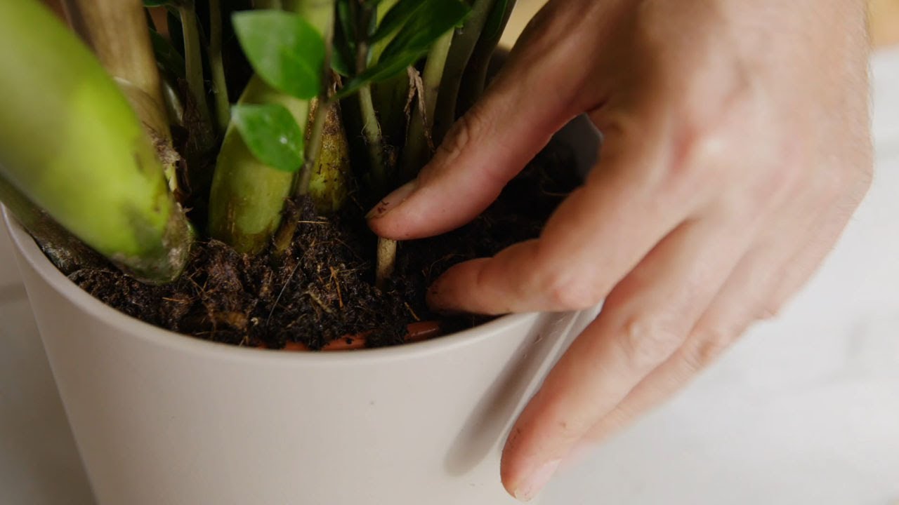 Les bâtonnets d'engrais, rien de plus simple!