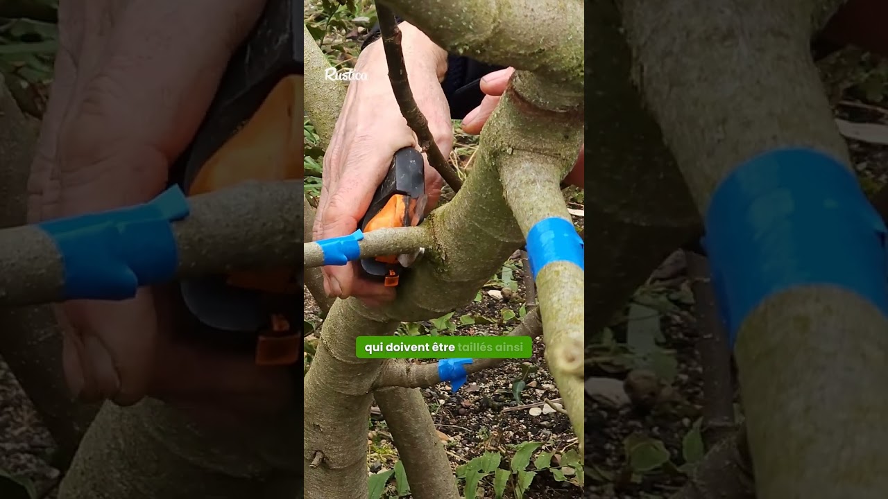 🌞 Taille du figuier : laissez passer la lumière !