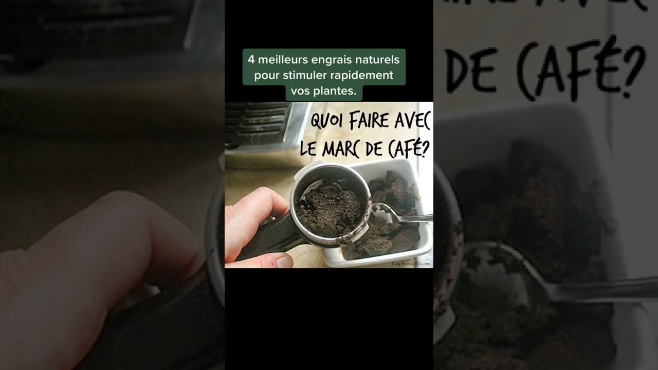 Les quatres meilleurs engrais naturels pour stimuler vos plantes.