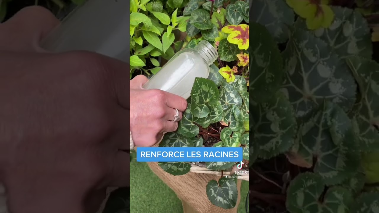 5 EAUX ESSENTIELLES POUR LA CROISSANCE DE VOS PLANTES 🪴 #jardin #naturel