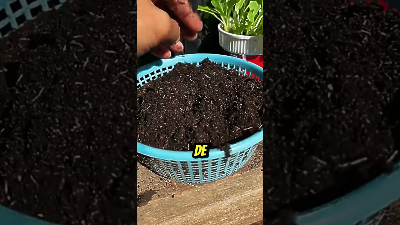 Faites Pousser des Tomates à Partir d’une Simple Tranche ! 🍅🌱