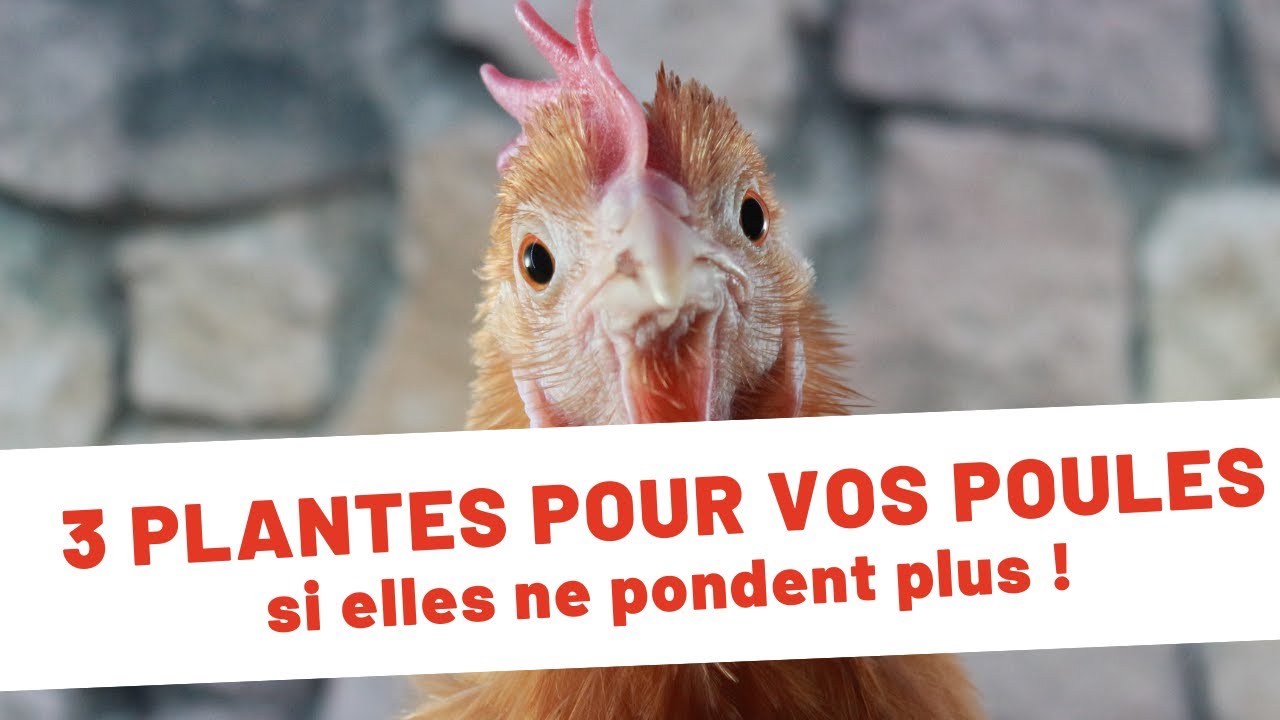 Vos poules ne pondent plus ? Voici 3 astuces pour les booster !