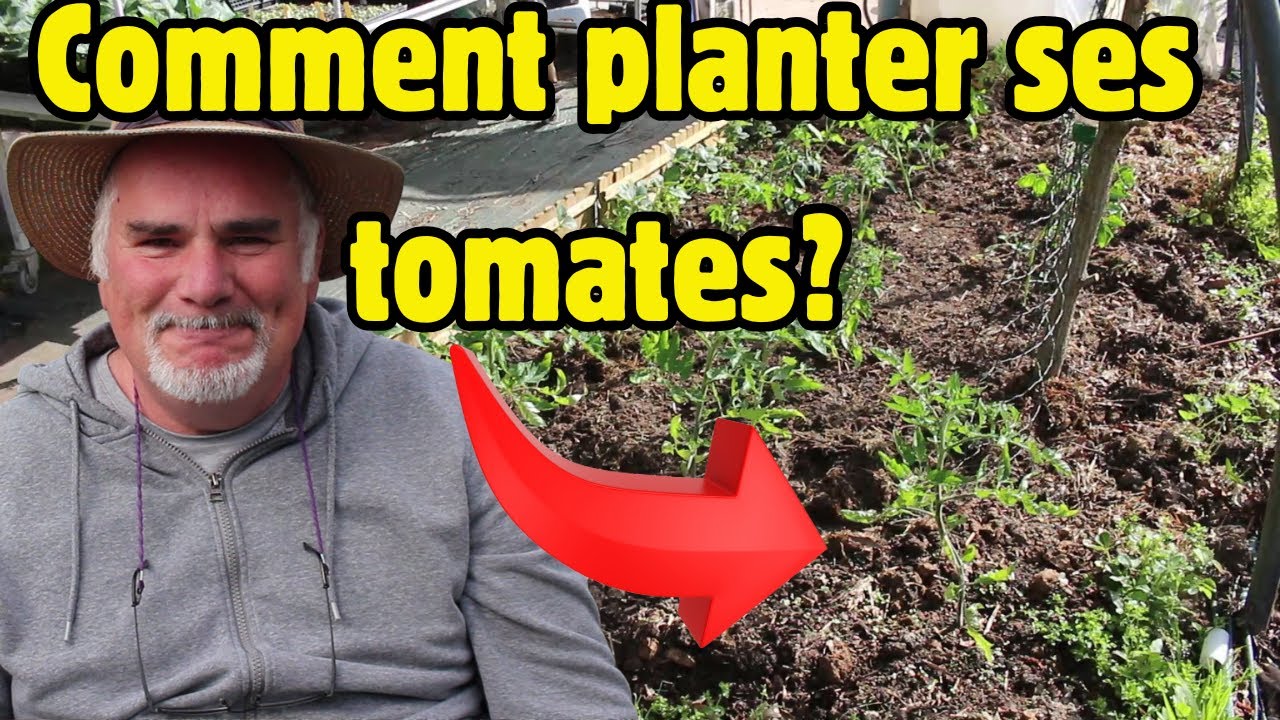 Tomates Anciennes : Mes Secrets de Plantation (Tuteurage, Paillage, Arrosage) Sous Tunnel