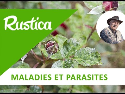 Les maladies du rosier