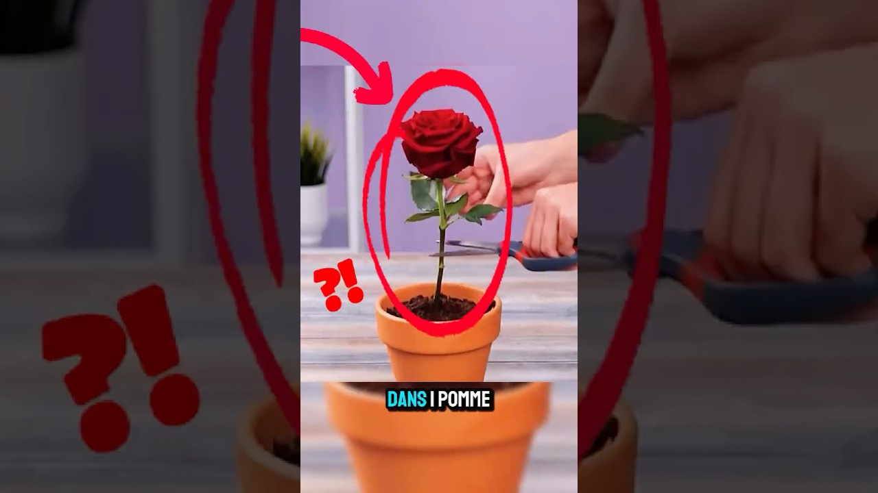 7 astuces de jardinage géniales avec des bouteilles et objets du quotidien !